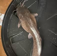 A female catfish broodstock.